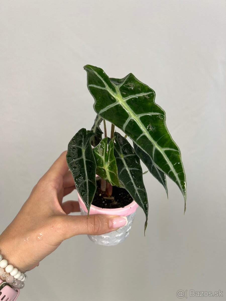 Alocasia Polly (baby) - 3
