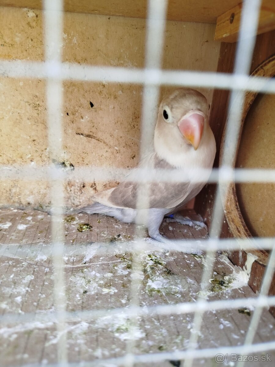 Agapornis škraboškový - 3