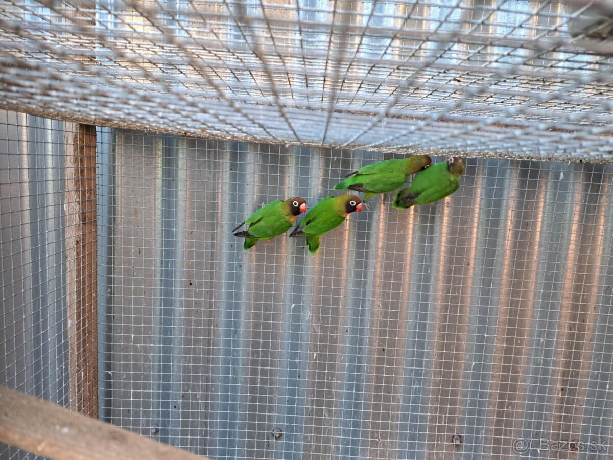 Agapornis Hnedohlavý -Samček aj Samička. - 3