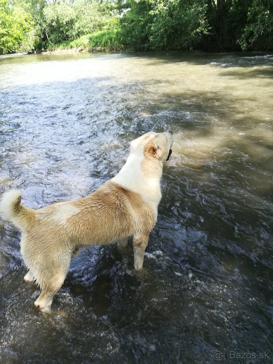 Stredoazijsky ovčiak SAO - krytie - 3