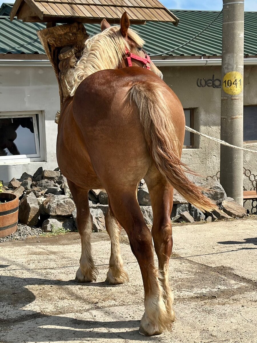 Švédsky ardén - kobyla, predám - 3