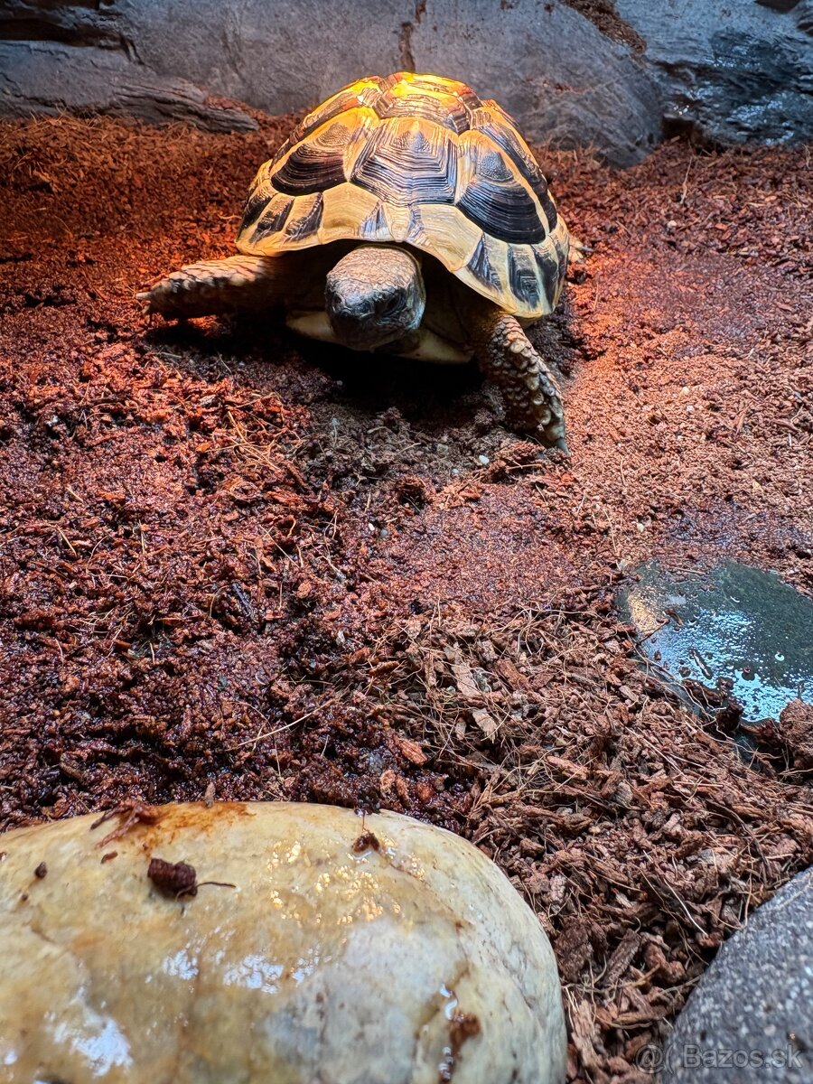 Korytnačka suchozemská zelenkastá - 3