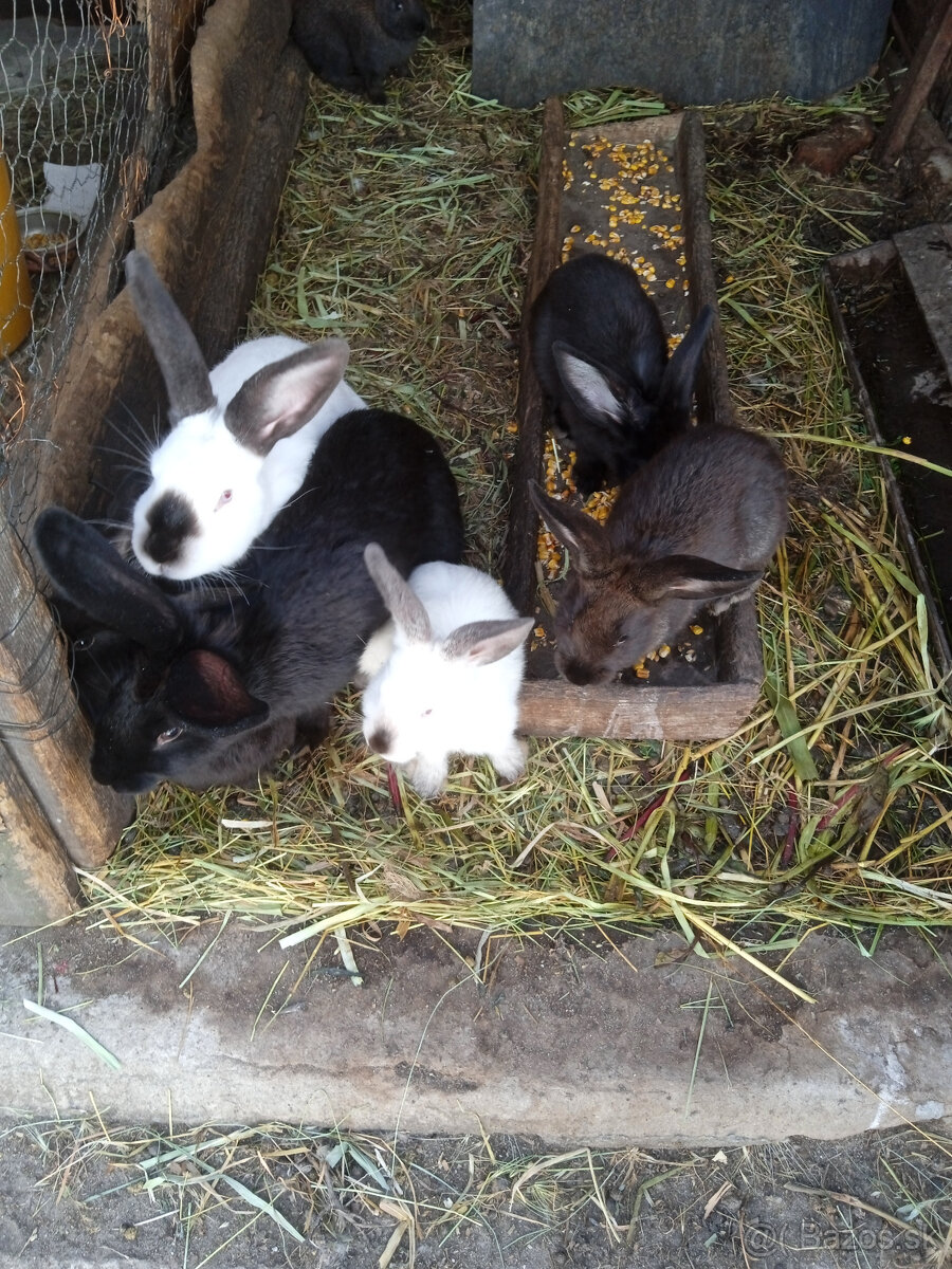 Predám králiky - 3