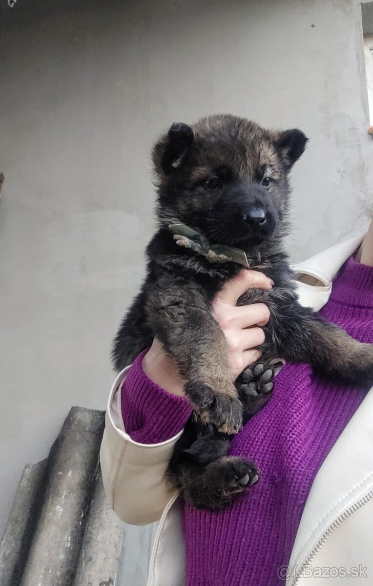 Šteniatka Nemeckého ovčiaka - 3