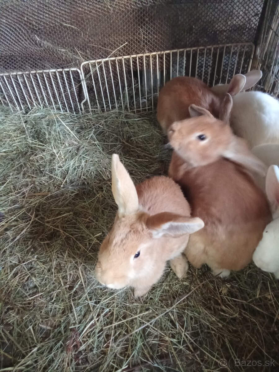 Predám burgundske králiky - 3
