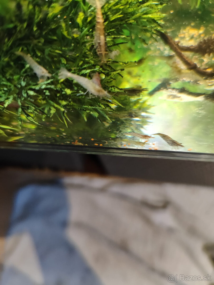 krevety Neocaridina 0,40€ kus - 3