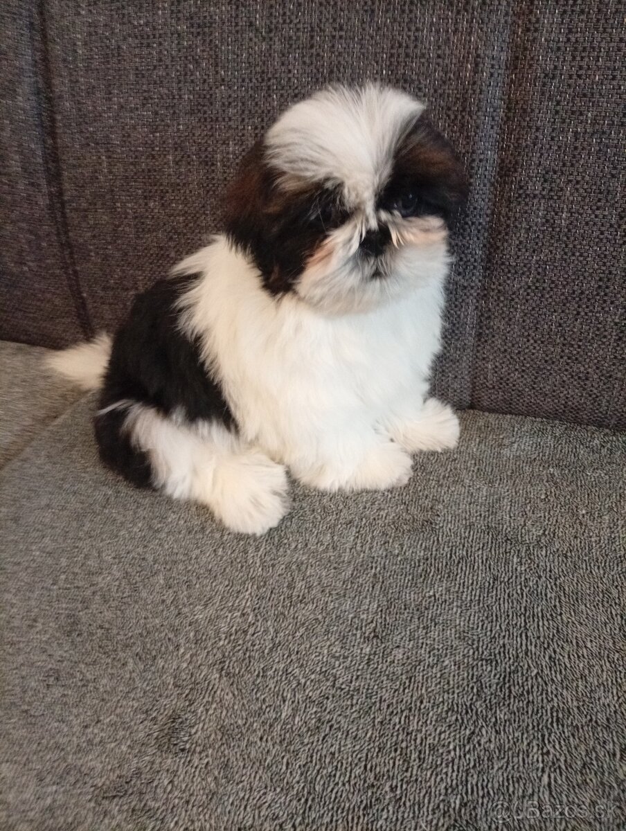 SHIH-TZU - 3