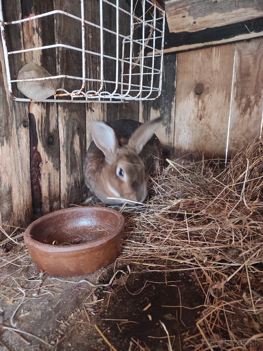 Predám králika - 3
