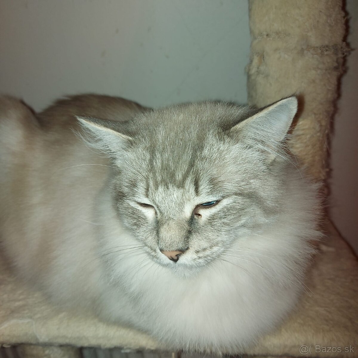 Ponukam kocura ragdoll na krytie - 3