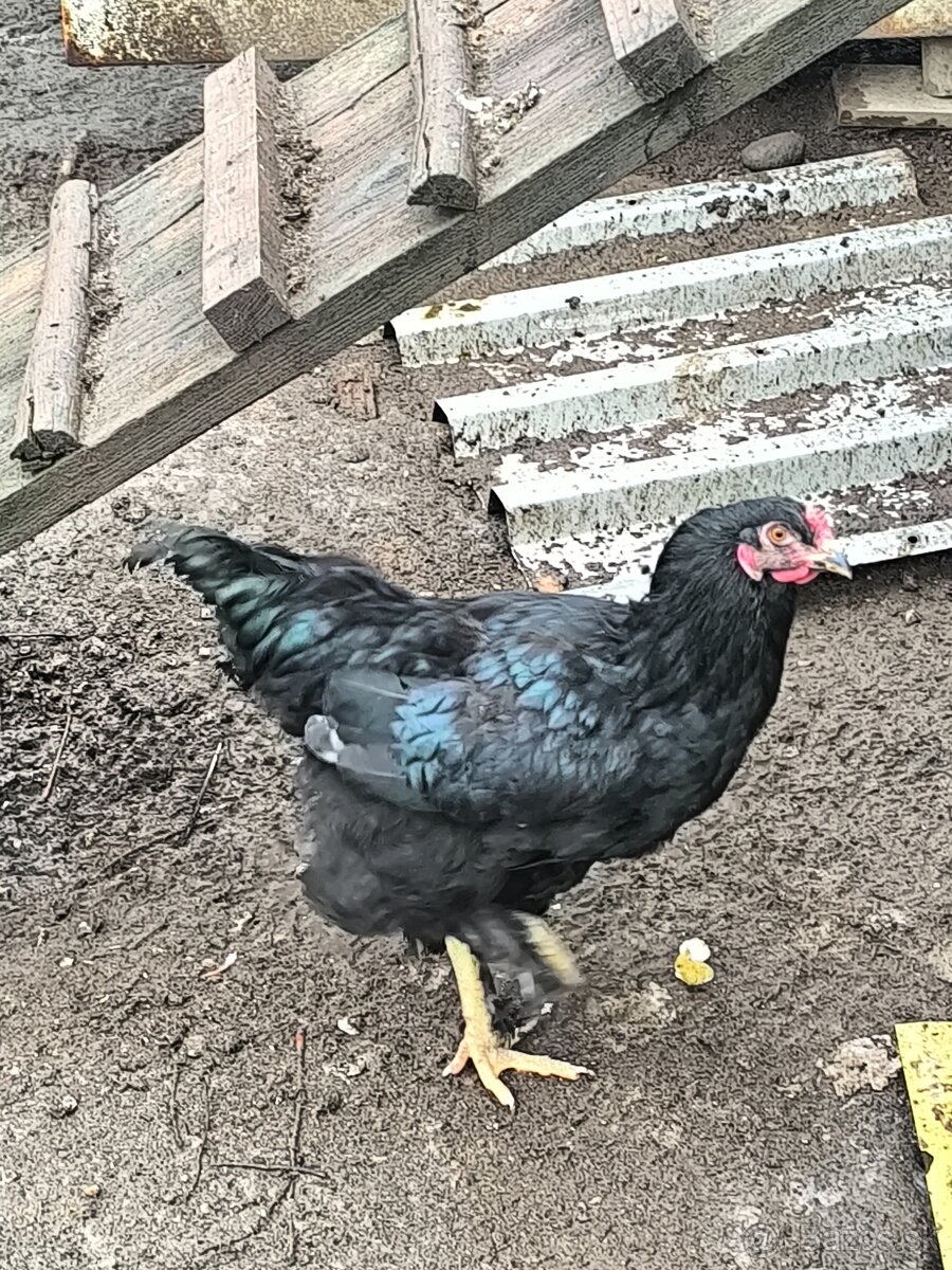 Predám brahman kohúty - 3