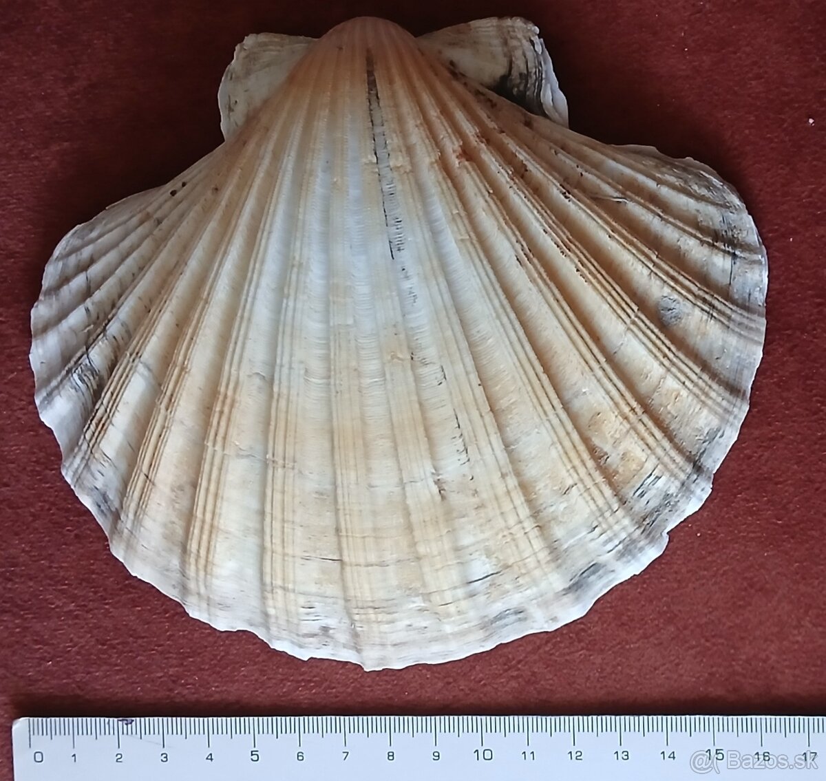 Predám mušlu -hrebenatku - 3