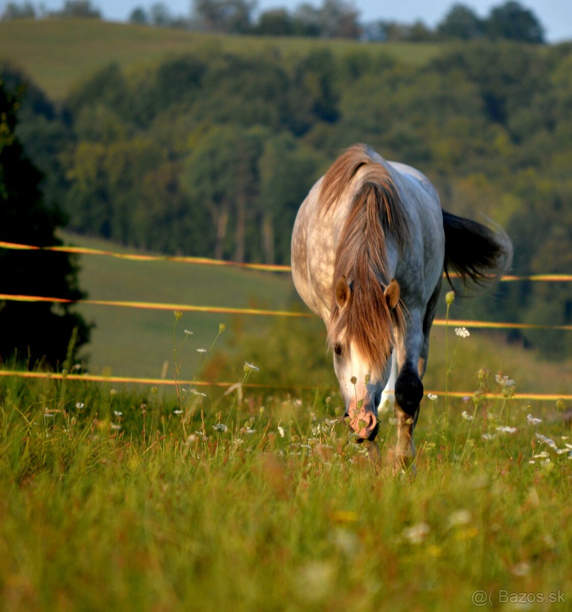 Zrebec pre sezonu 2026, pony - 3