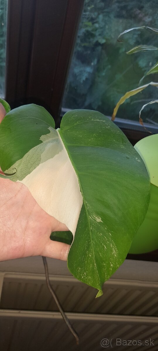 Panašovaná monstera deliciosa albo 7 listov - 3
