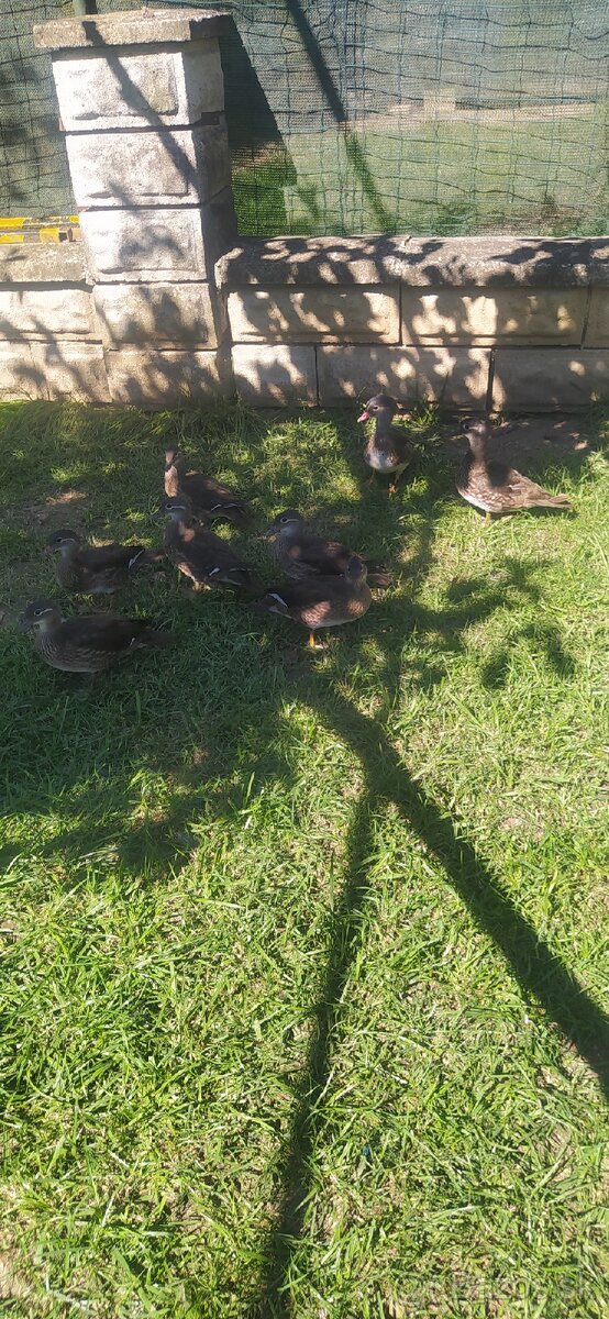 Kačica mandarínska - 3