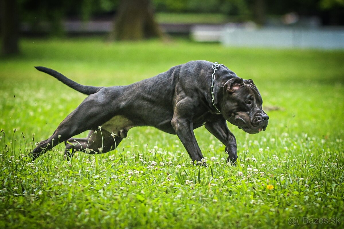 American Bully XL krytie - 3