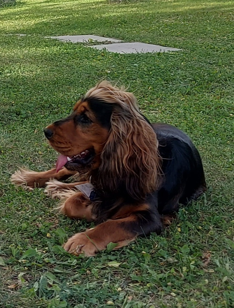 Anglický kokeršpaniel na krytie - 3