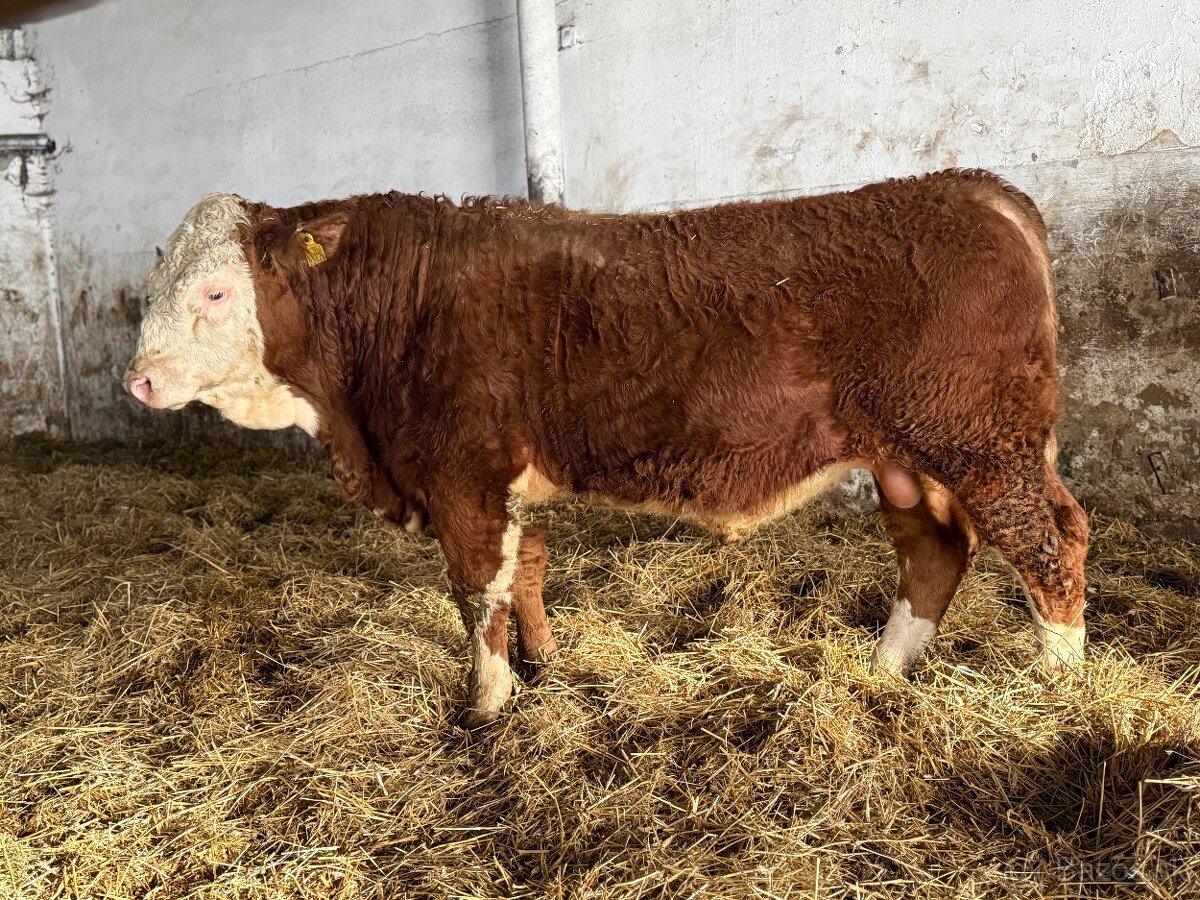 Plemenné býky Mäsový simentál - 3