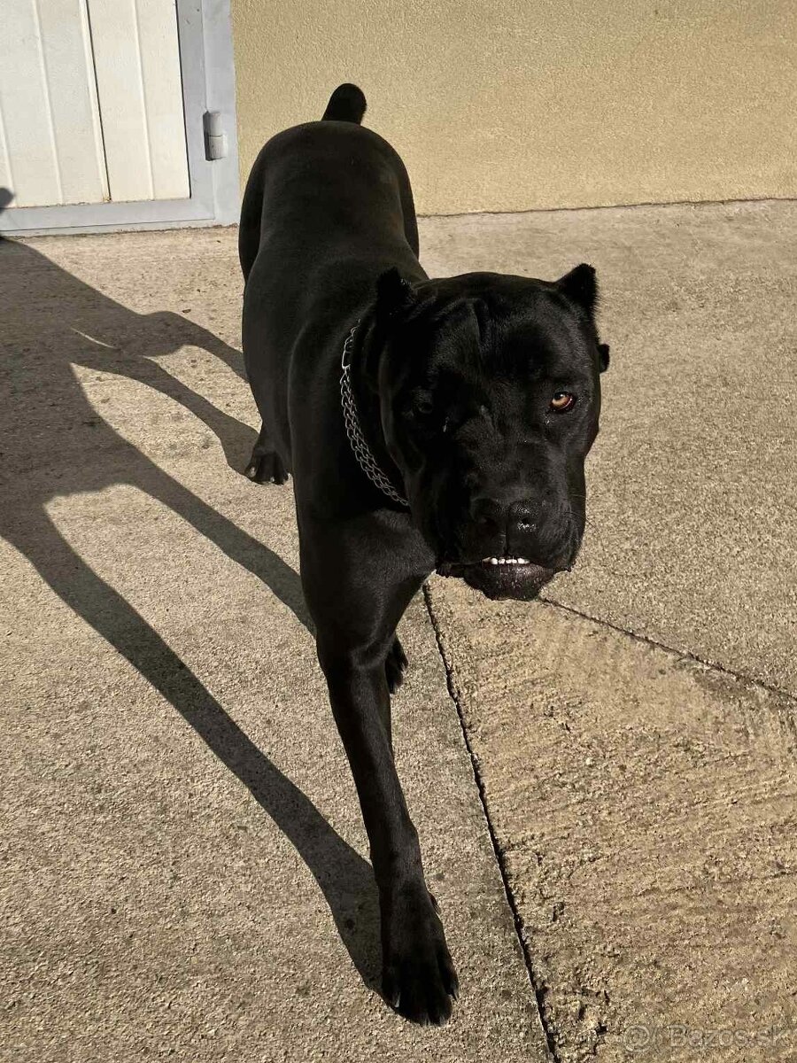 predám sučku Cane corso - 3