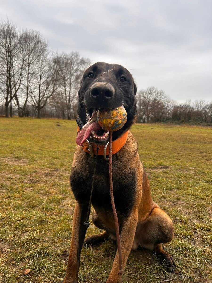 Belgický ovčiak malinois - 3