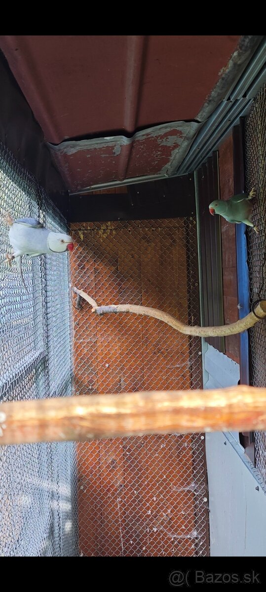 Predám Alexander malý violet Hch - 3