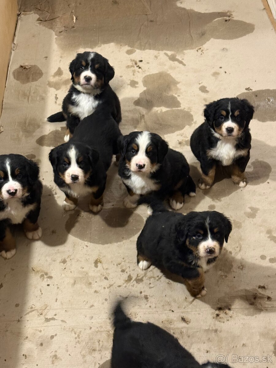 Bernsky salašnicky pes šteniatka - 3