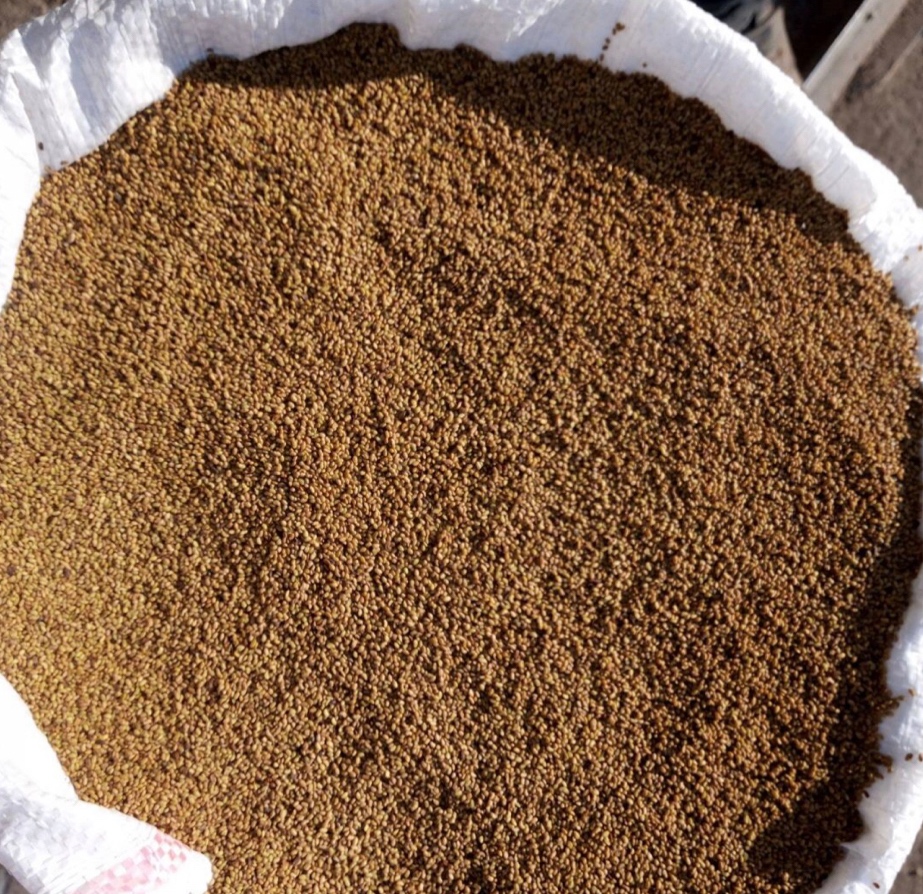 Osivo lucerna, lucerka - 3