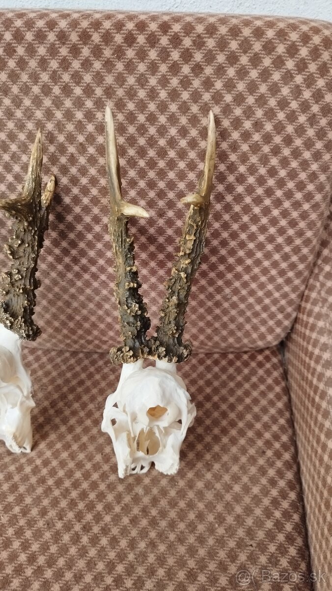 Ponúkame na predaj odliatky zlatých srncou Parožie zhody tr - 3