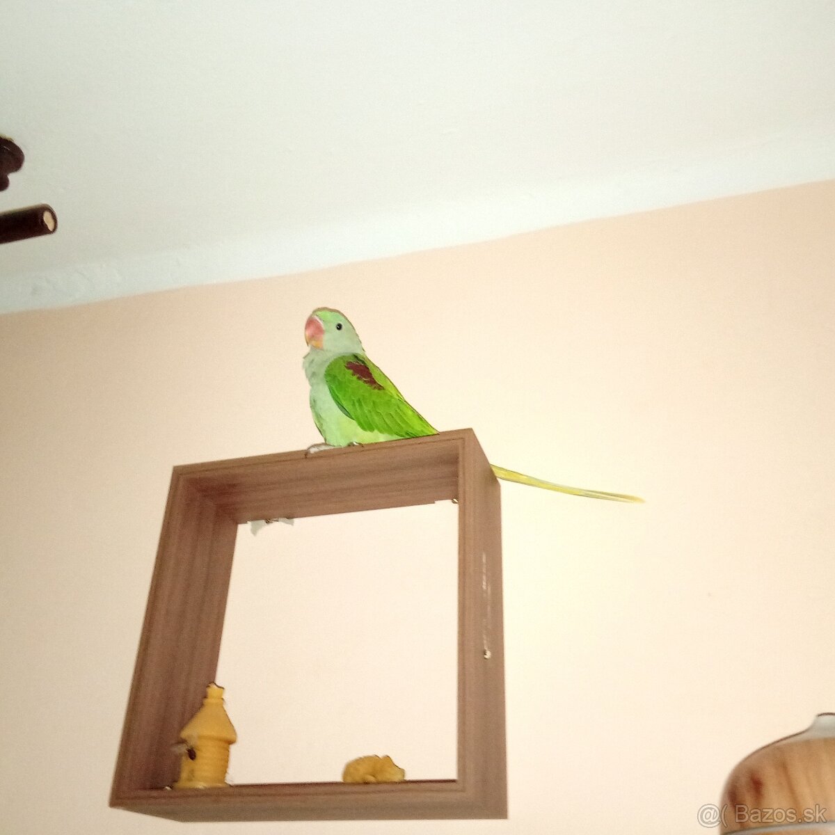 Alexander Veľký ručne dokrmene 2026 - 3