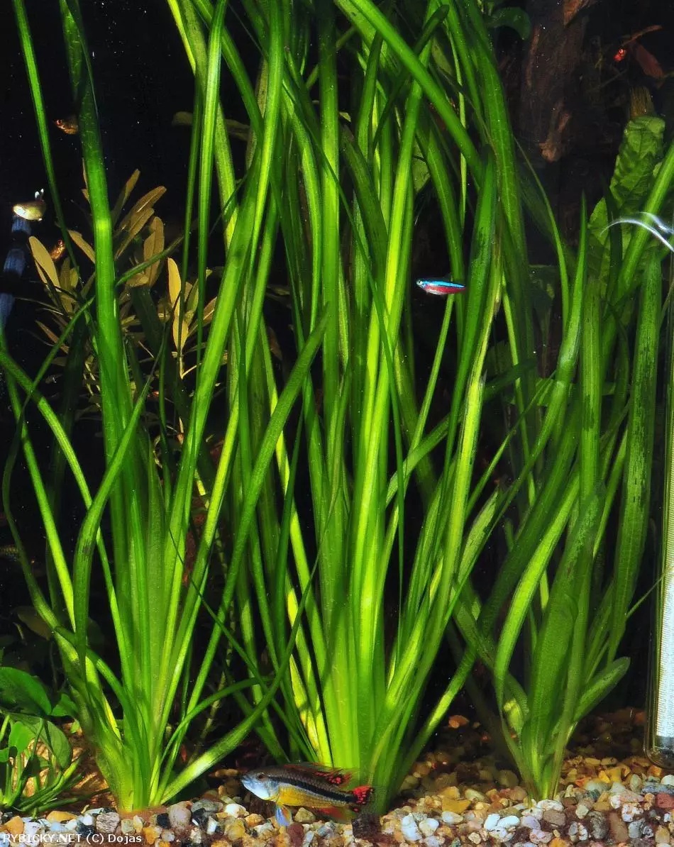 Echinodorus a Vallisneria - 3