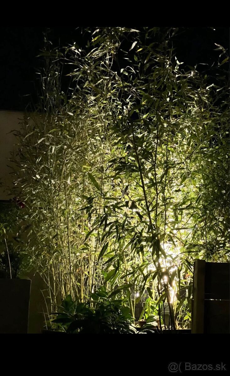 Bambus Phyllostachys–Rýchlorastúci živý plot / zelená stena - 3