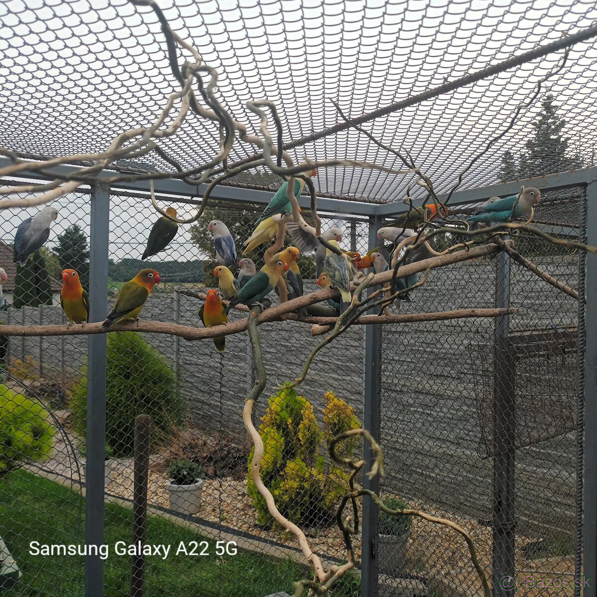 Agapornis fischer - 3