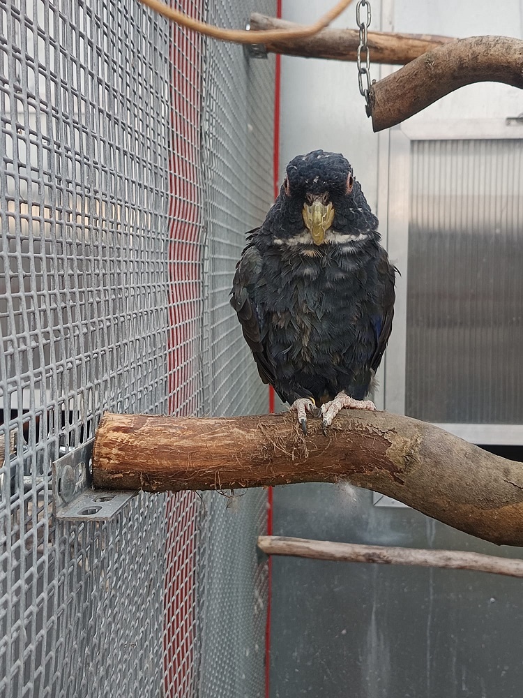 Amazónik bronzovokrídly - 3