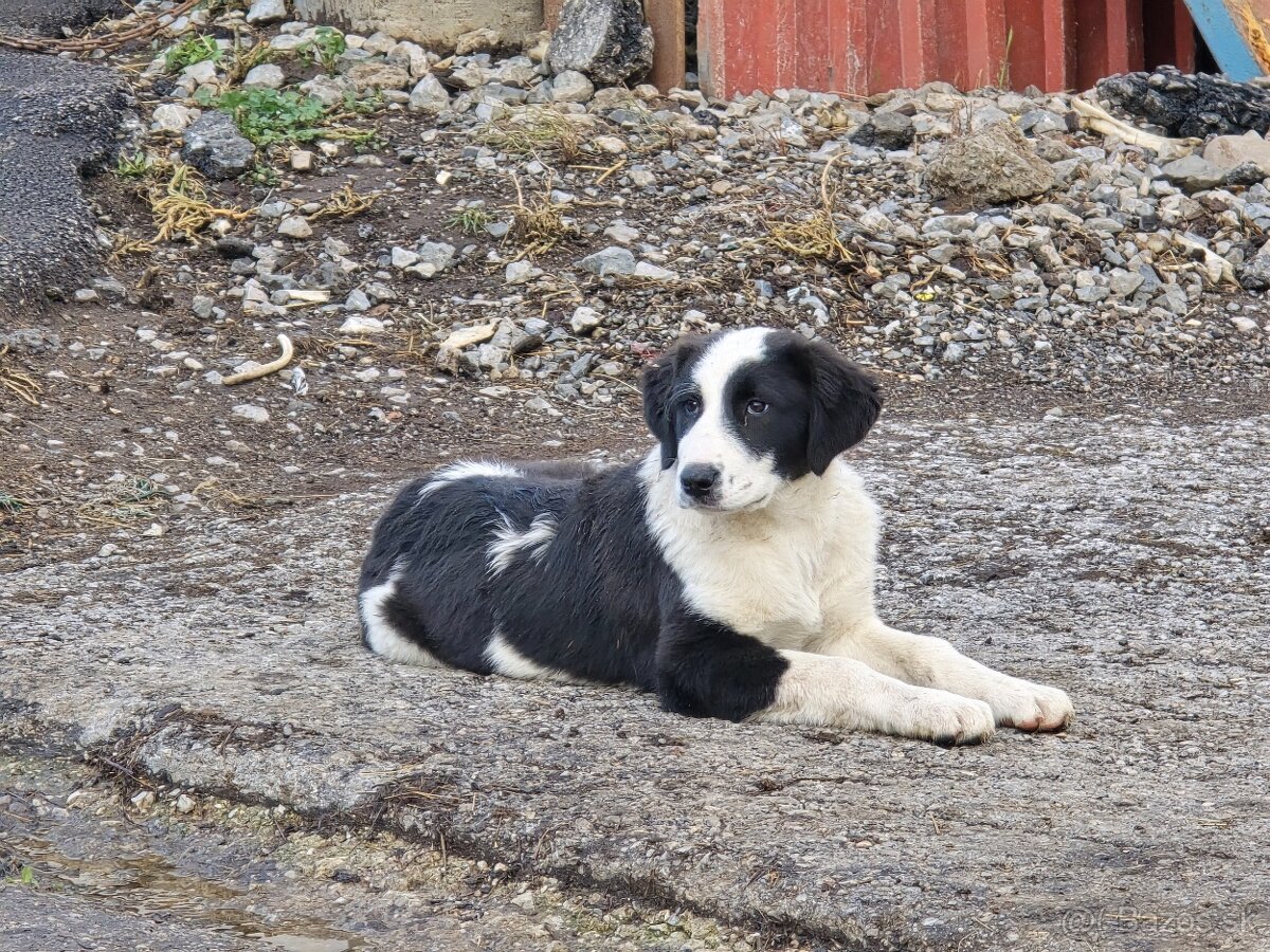 SAO stredoazijsky ovciarsky pes - 3