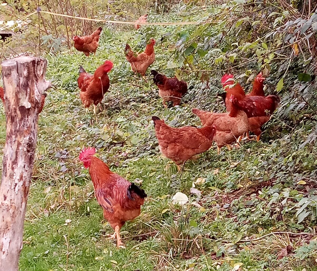 NV kalimero red - 3