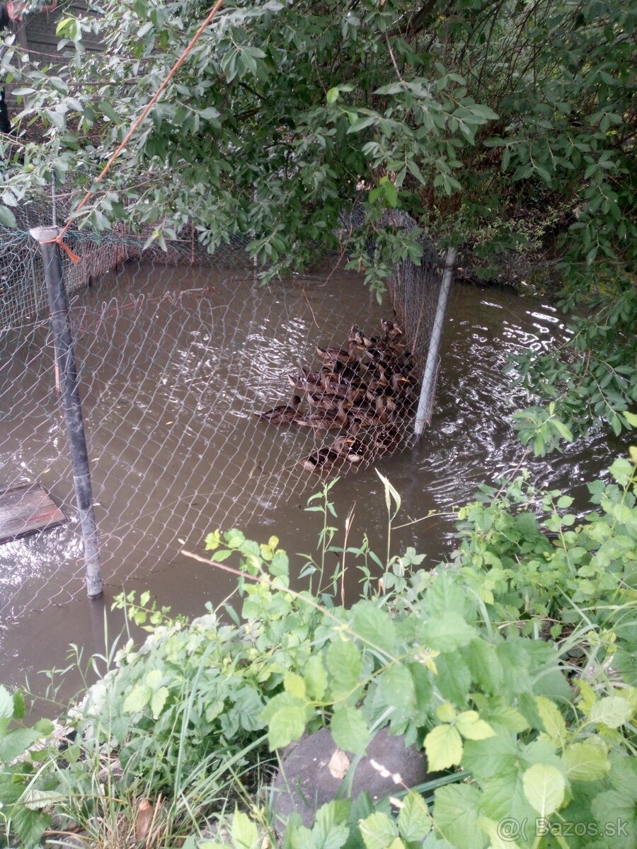 Divé kačice Galanta Bazoš sk Divé kačice Galanta Bazoš sk