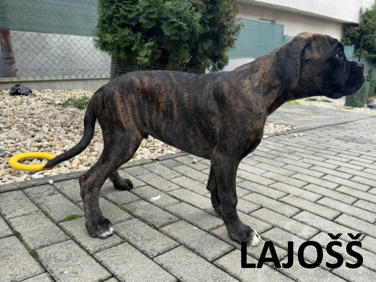 Nemecký boxer šteniatka s PP - 3