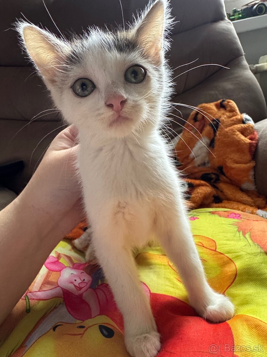 ❤️Darujem mačiatka - 3