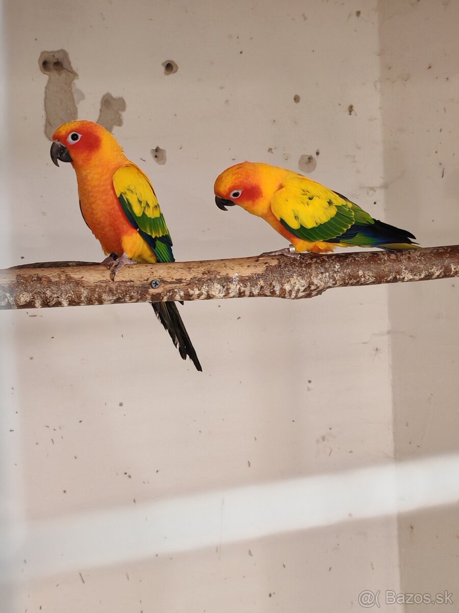 Pár aratinga slnečná - 3