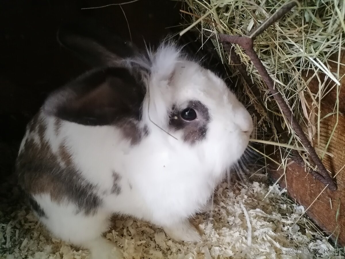 Predám izbové zajačiky - 3