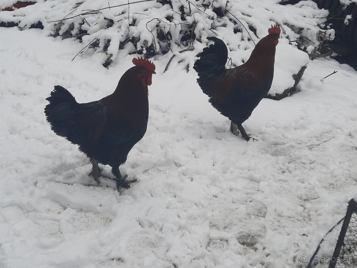 predám kohúta Marans - 3