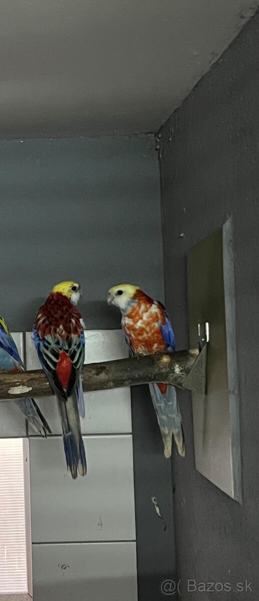 Samice rozela žltohlavá opalin - 3