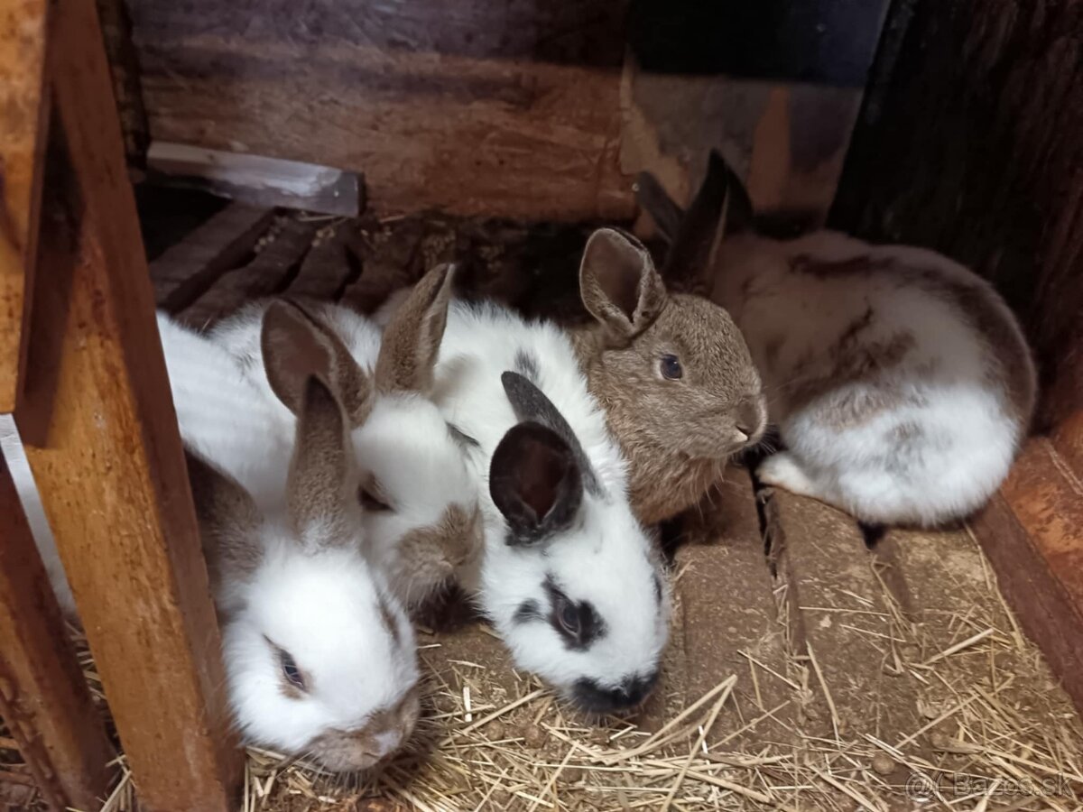 Králiky, zajace - 3