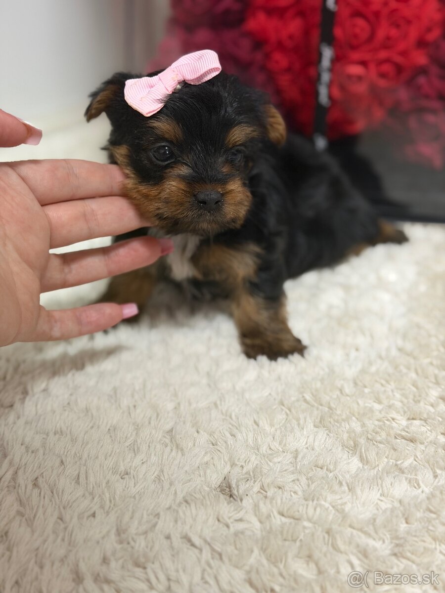 Yorkshirsky teriér, York, Jork - 3