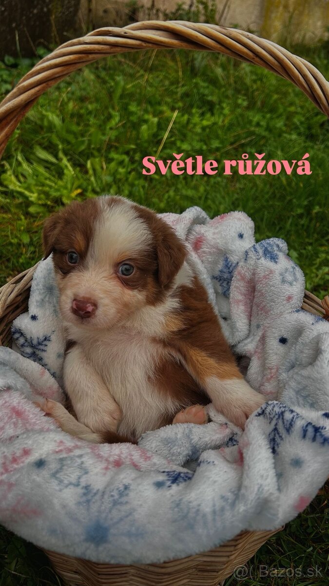 Australský ovčák bez PP - 3