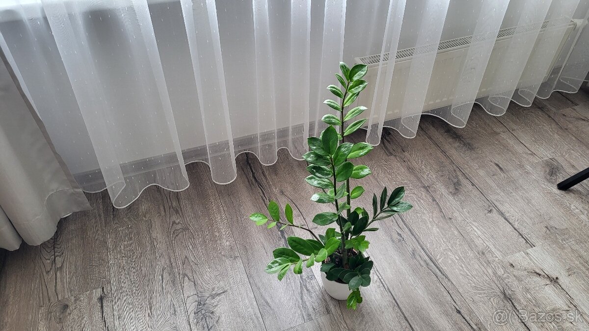 Zamiokulkas (Zamioculcas zamiifolia) - 3