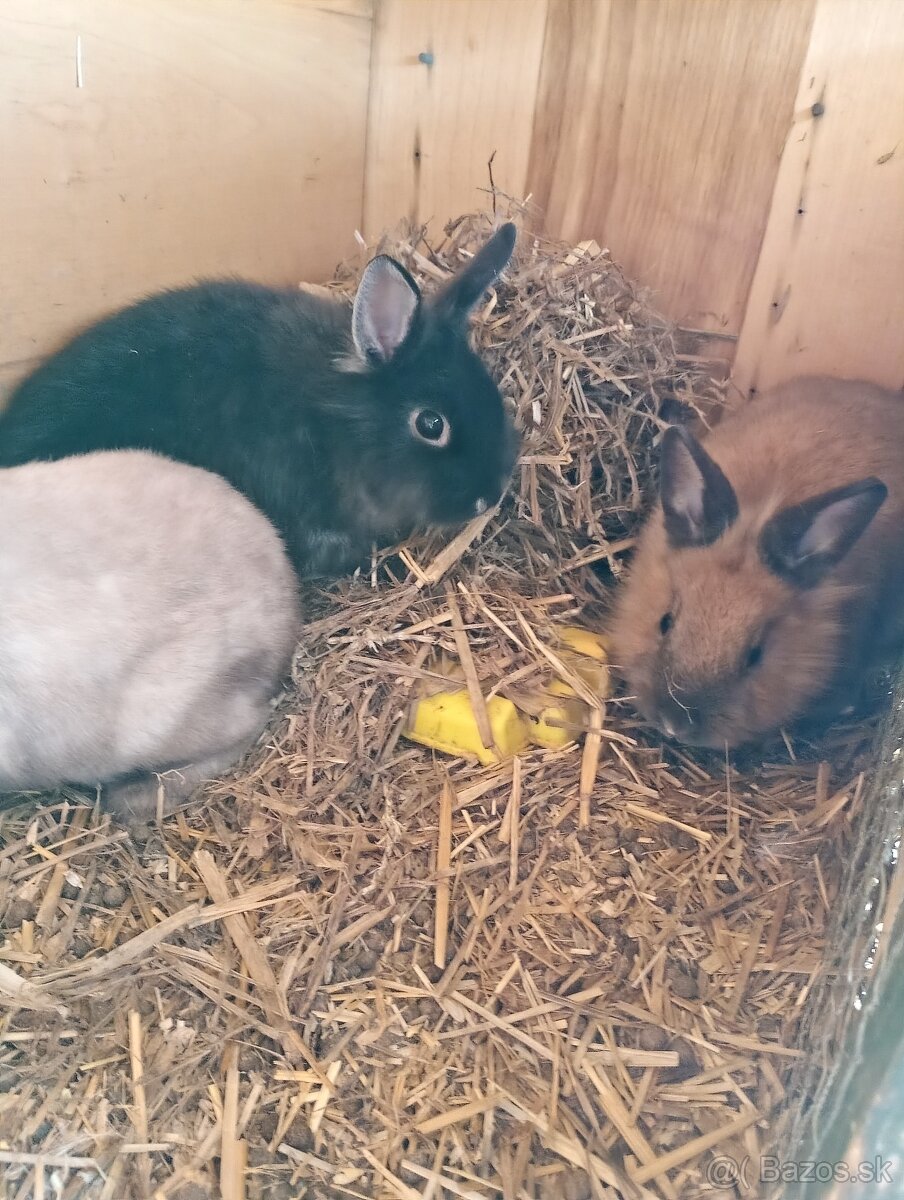 Predám kraliky - 3