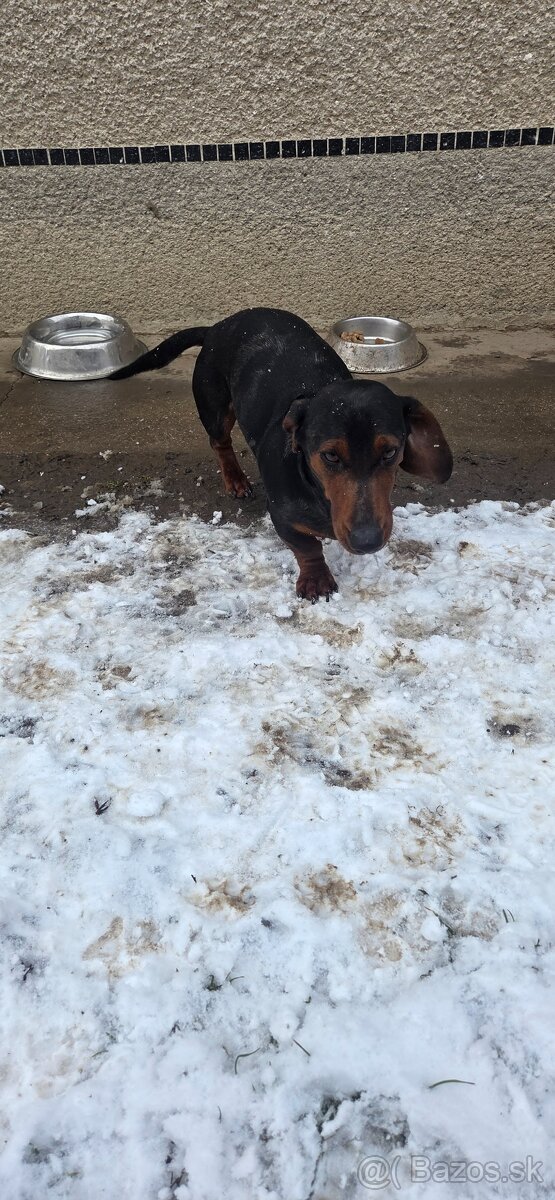 Jazvečík krátkosrtstý - 3