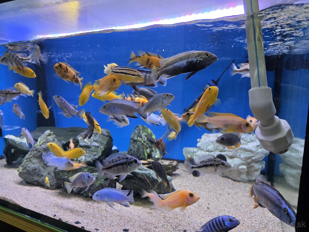 Africké cichlidy - 3