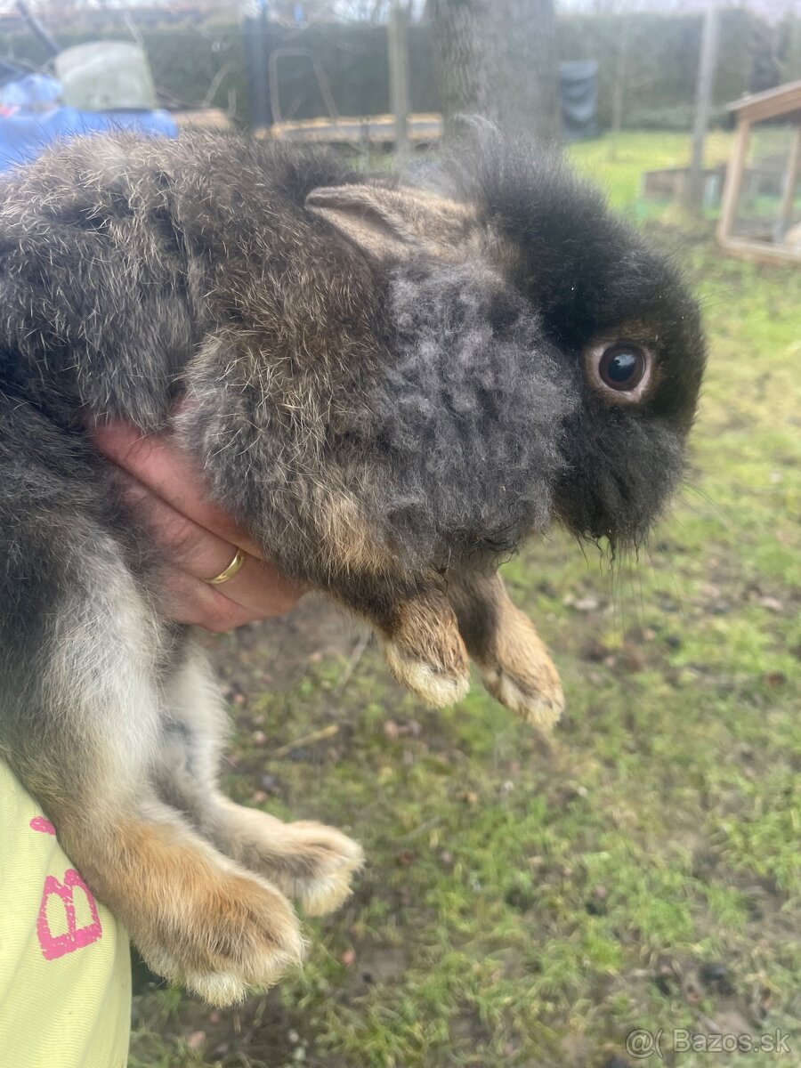 Zakrslý králik s Teddy génom - 3