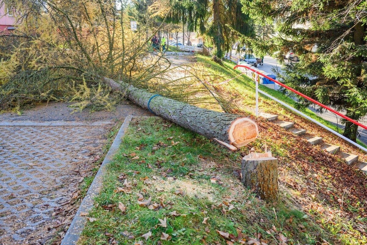 Rezanie Pilenie Výrub - 3